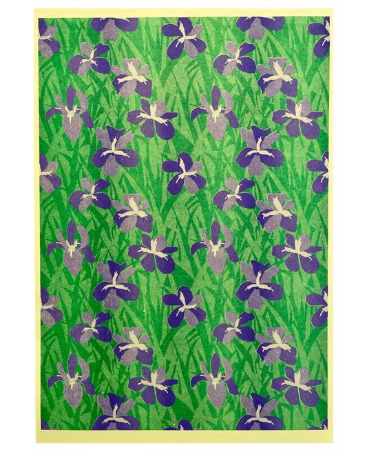 Louisiana Iris Print